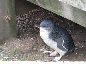 Little Penguin under Board walk