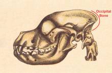 Area of Occipital Bone