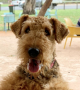 Airedale Colins Jessie