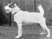 Fox Terrier (Wire) 1897