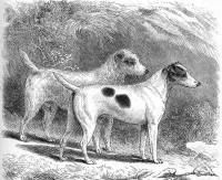 Fox Terriers c 1879