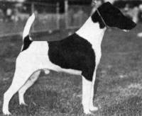 Fox Terrier (Smooth) 1975