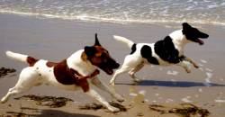 Fox Terriers (Smooth)