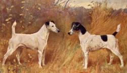 Fox Terriers c 1907