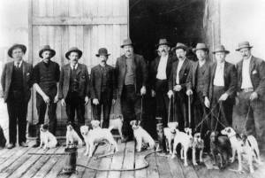 Fox Terriers in Australia c 1900's