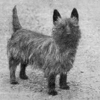 Cairn Terrier c 1910