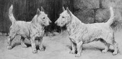 White 'Scotch' Terriers c 1890