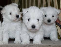 West Highland White Terrier pups