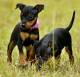 Toy Terrier Two Pups