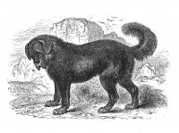 Thibet Mastiff c 1850