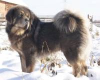 Tibetan Mastiff (Slate and Tan)