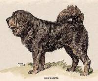 Tibetan Mastiff c 1900