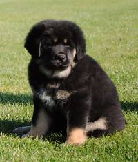 Tibetan Mastiff pup