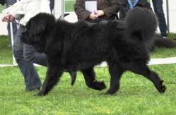 Tibetan Mastiff (Black)