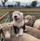 Smithfield pup with sheep